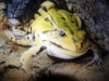 frosch
