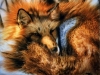 fuchs